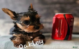 Yorkshire Terrier dogs for sale: Oakley - Image 2