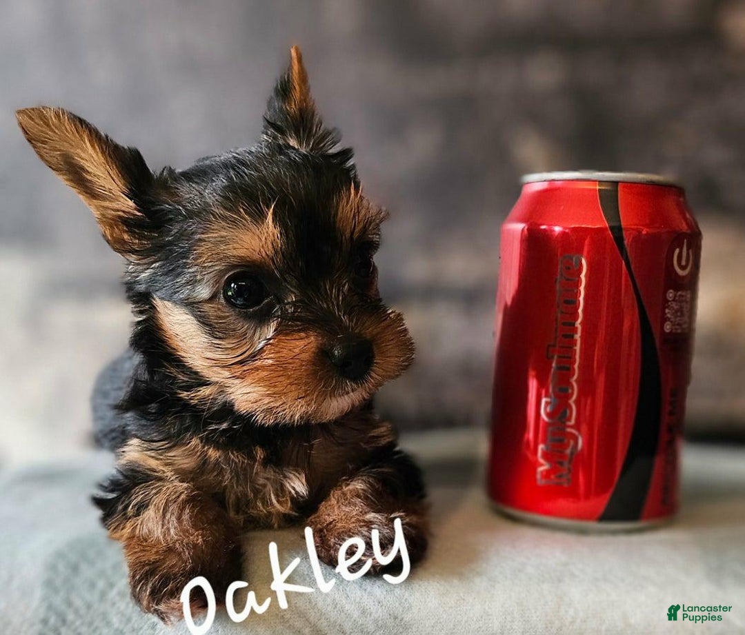 Yorkshire Terrier dogs for sale: Oakley - Image 2
