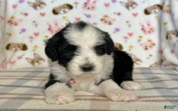 Sheepadoodle dogs for sale: Willow - Image 9