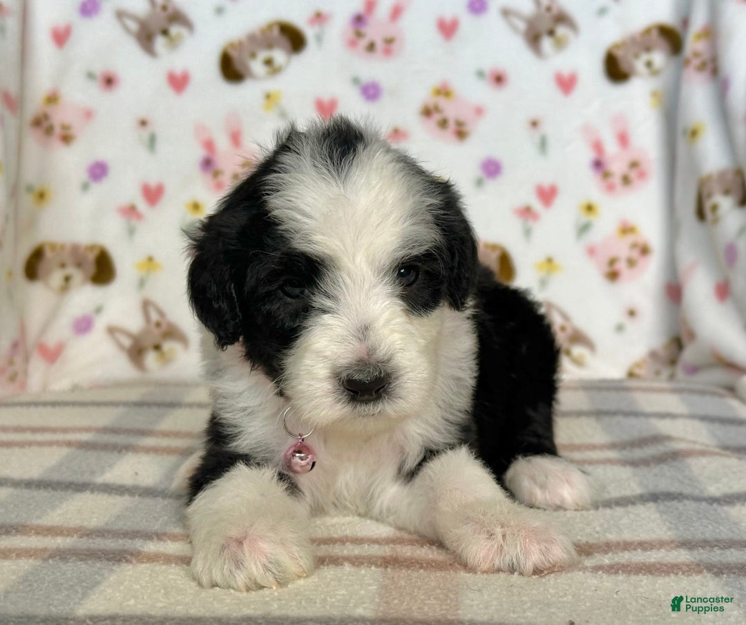 Sheepadoodle dogs for sale: Willow - Image 9