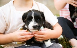 Havanese dogs for sale: Roo - Image 8