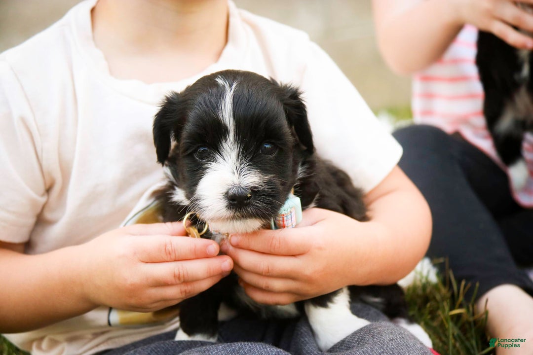 Havanese dogs for sale: Roo - Image 8
