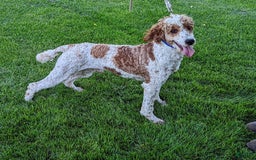 Goldendoodle dogs for sale: Jeneva - Image 16