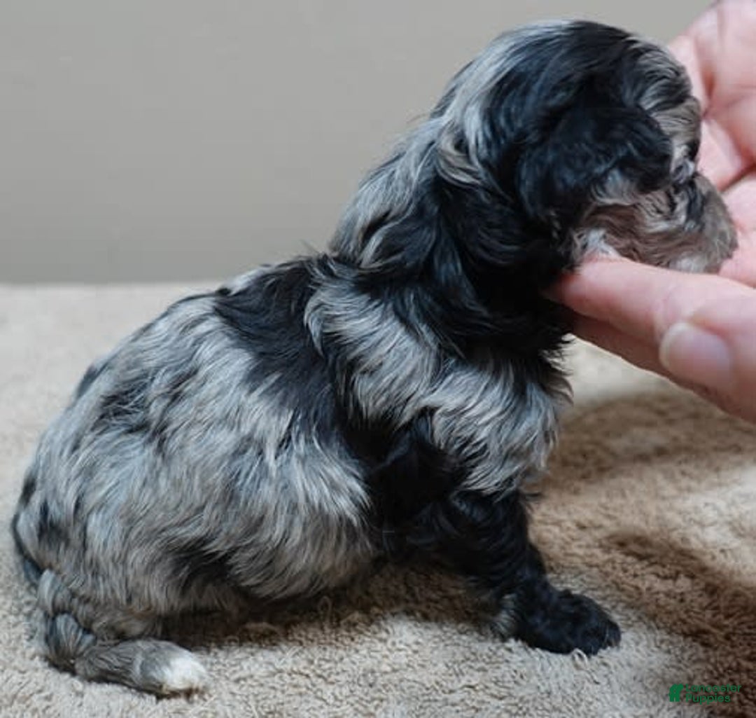 Maltipoo dogs for sale: Rare merle boy - Image 8