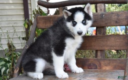 Siberian Husky dogs for sale: Scout - Image 3