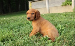 Irish Setter dogs for sale: Franklin - Image 2