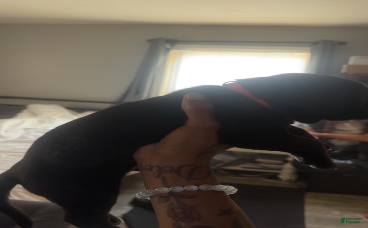 Cane Corso dogs for sale - Ad 3