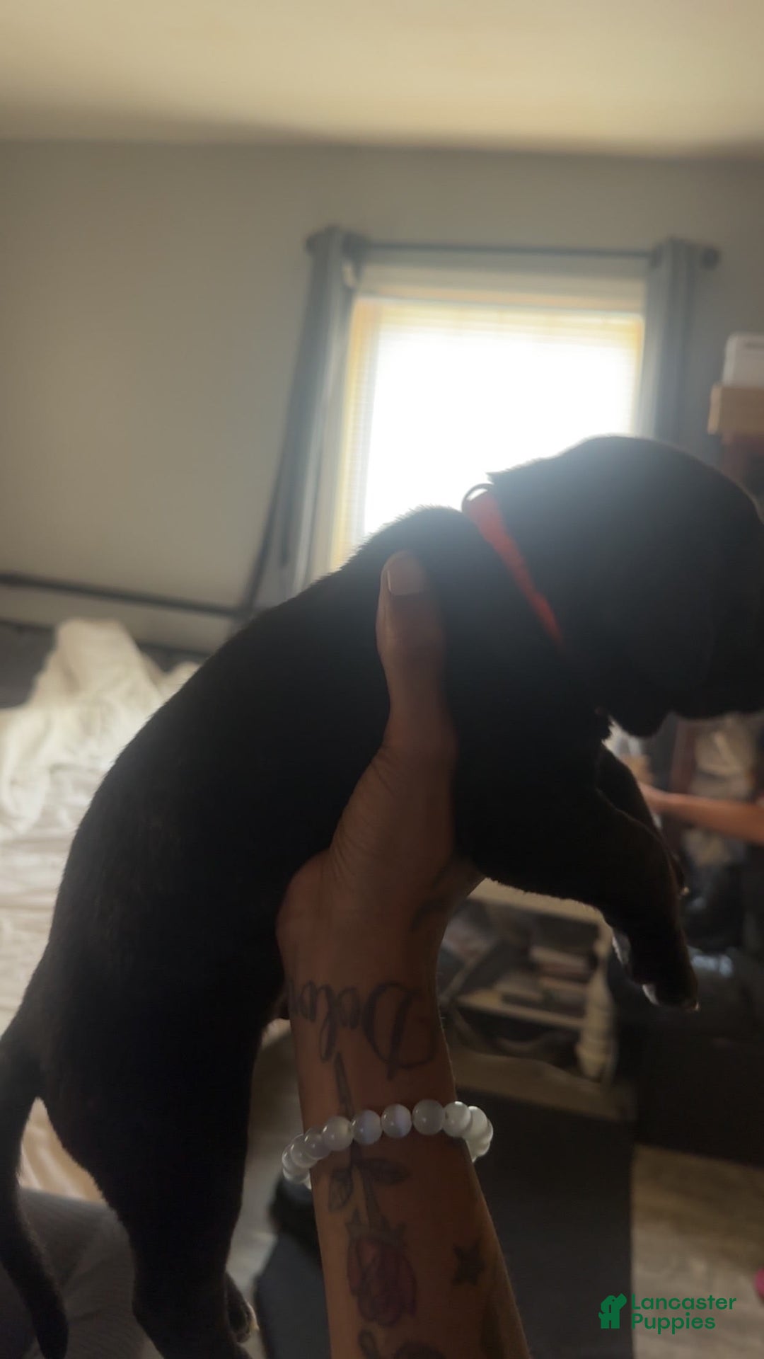 Cane Corso dogs for sale: Pink - Image 1