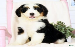 Mini Bernedoodle dogs for sale: Joy - Image 6