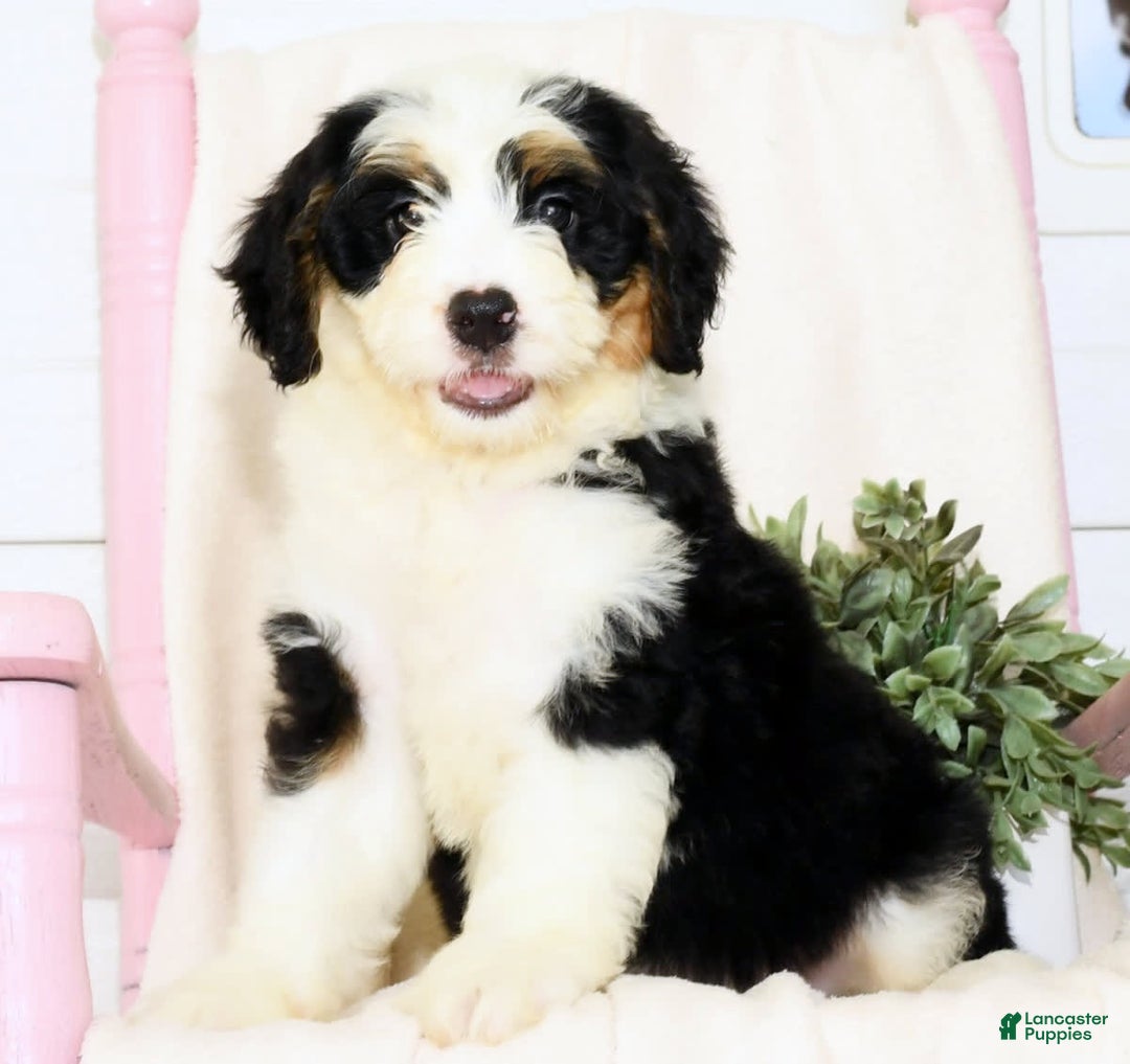 Mini Bernedoodle dogs for sale: Joy - Image 6