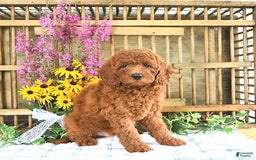 Mini Goldendoodle dogs for sale: Kobey - Image 3