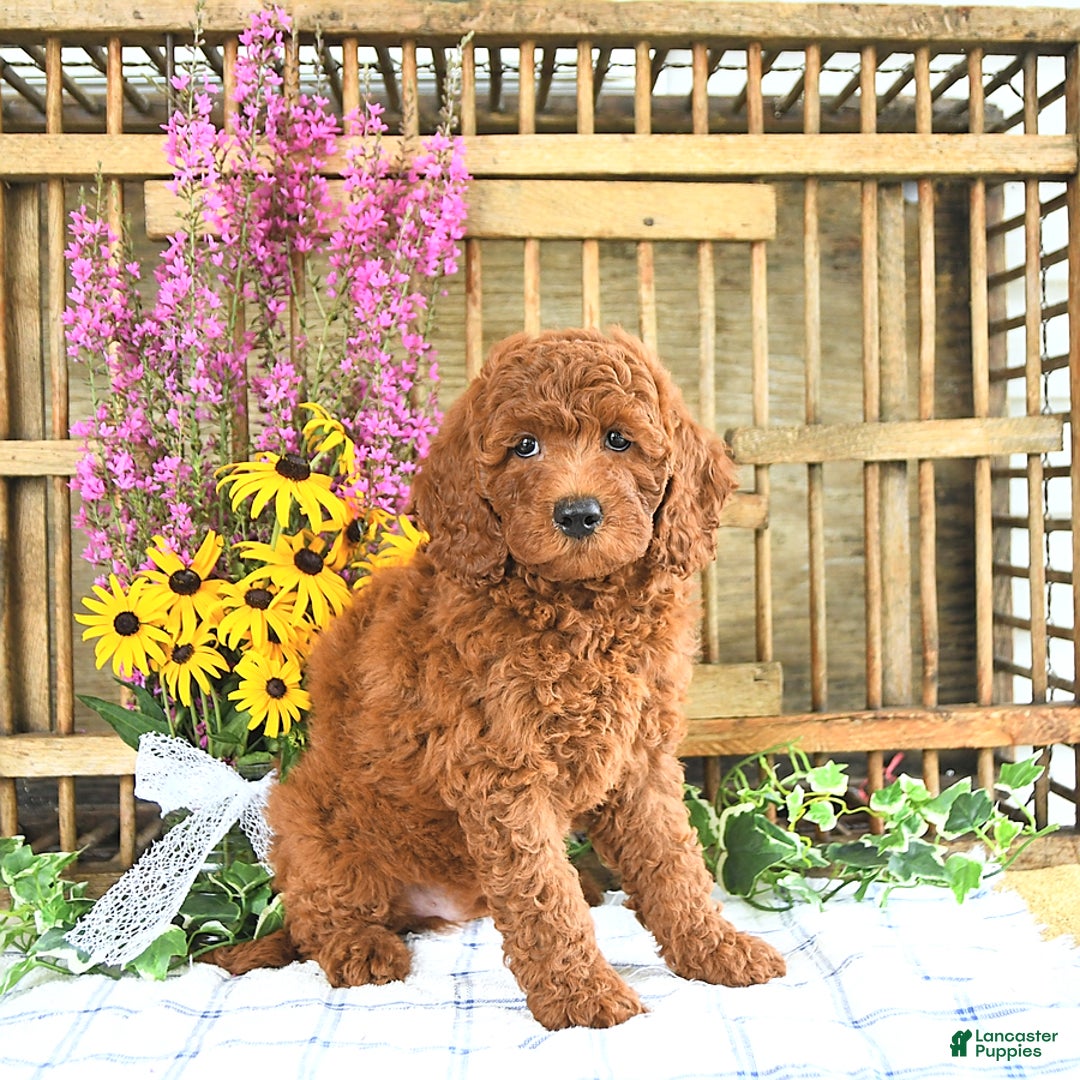 Mini Goldendoodle dogs for sale: Kobey - Image 3