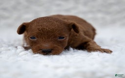 Toy Poodle dogs for sale: Ruby Belle - Image 1