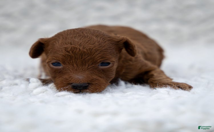 Toy Poodle dogs for sale - Ad 5