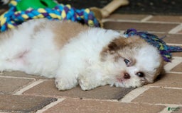 Shihpoo dogs for sale: Lily - Image 1