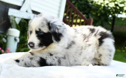 Australian Shepherd dogs for sale: Blue - Image 9
