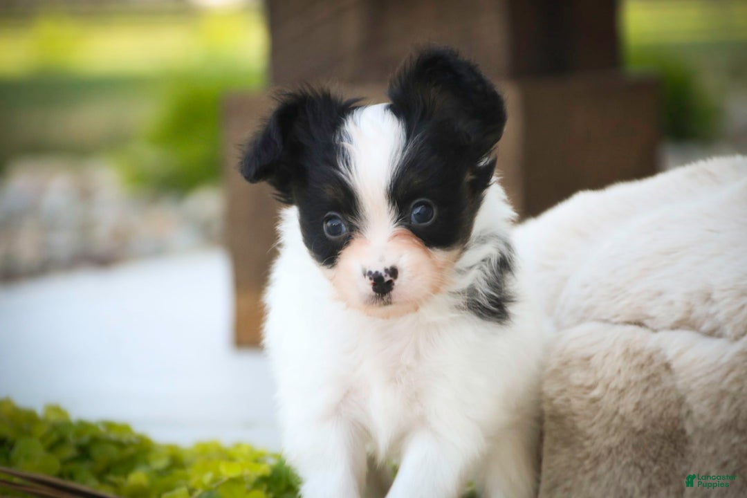 Papillon dogs for sale: Leonardo - Image 8