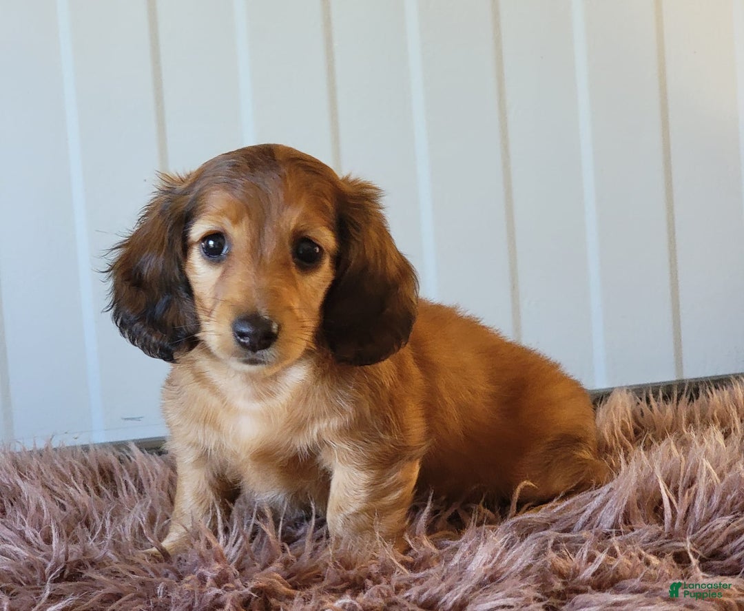 Miniature Dachshund dogs for sale: Ruthie - Image 5