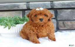 Cavapoo dogs for sale: Gemma - Image 2