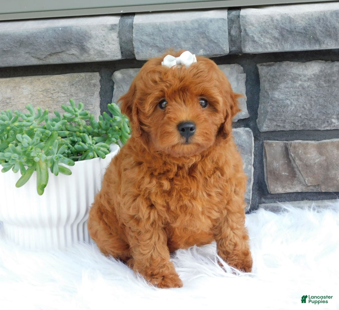 Cavapoo dogs for sale: Gemma - Image 2