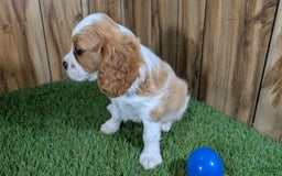 Cavalier King Charles Spaniel dogs for sale: Lucy Boy 1 - Image 10