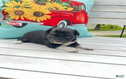 Chihuahua dogs for sale: Lydia - Image 3