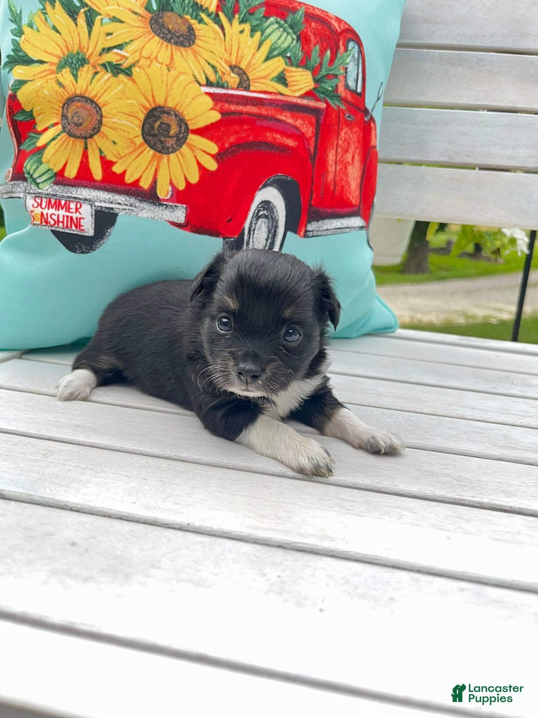 Chihuahua dogs for sale: Lydia - Image 3