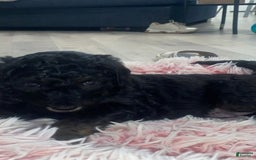 Bernedoodle dogs for sale: Baby Onix - Image 3