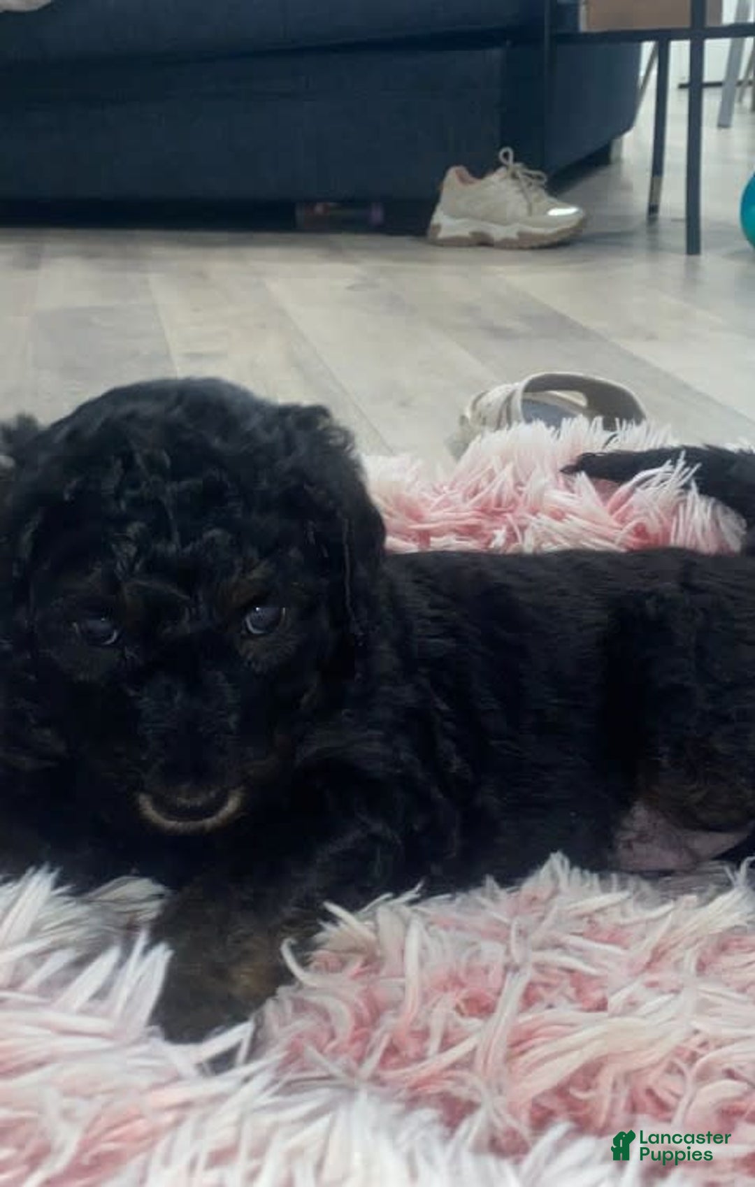 Bernedoodle dogs for sale: Baby Onix - Image 3