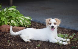 Cavapoo dogs for sale: Hana - Image 8