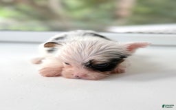 Yorkshire Terrier dogs for sale: Daniel - Image 4