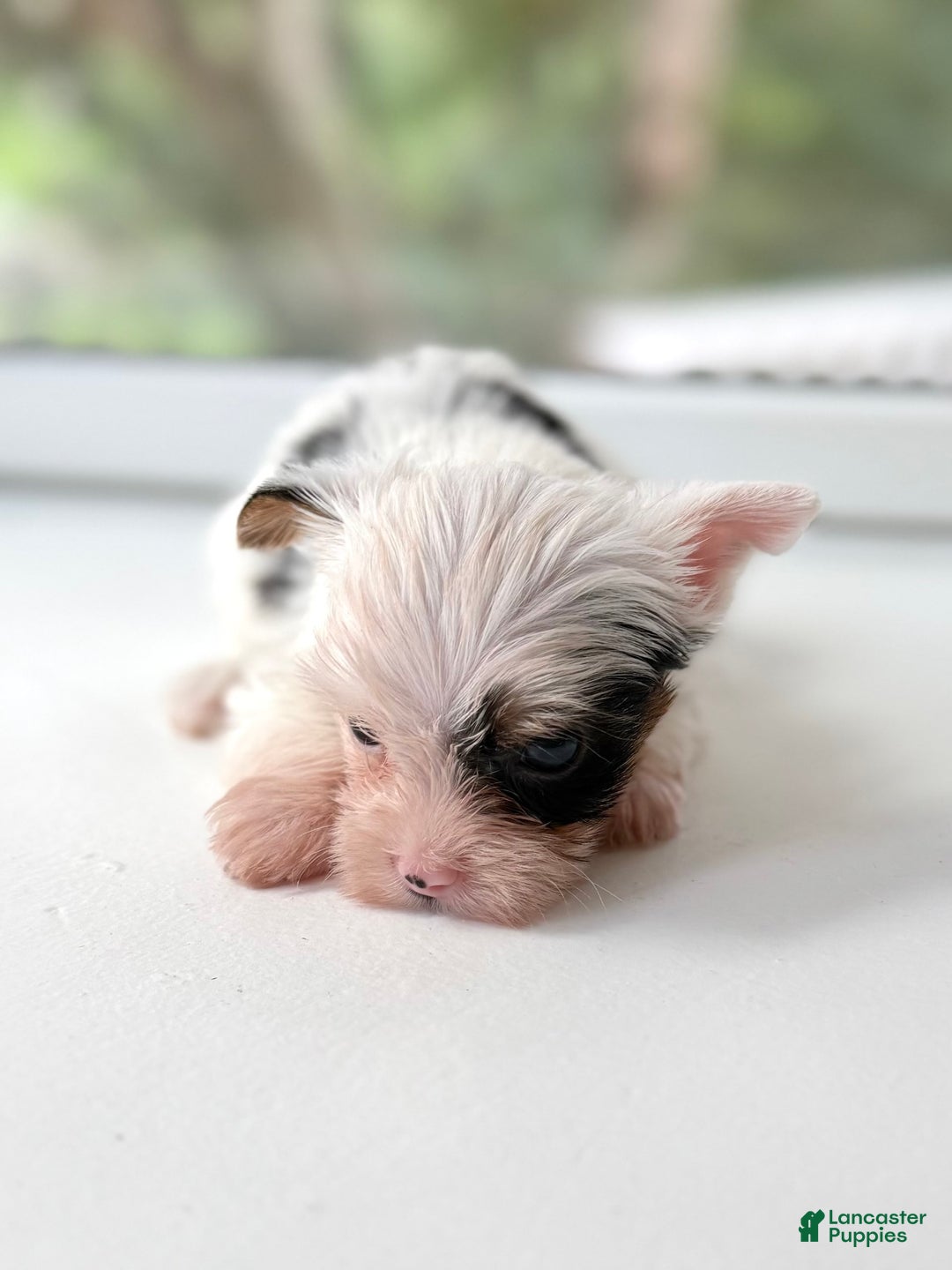 Yorkshire Terrier dogs for sale: Daniel - Image 4