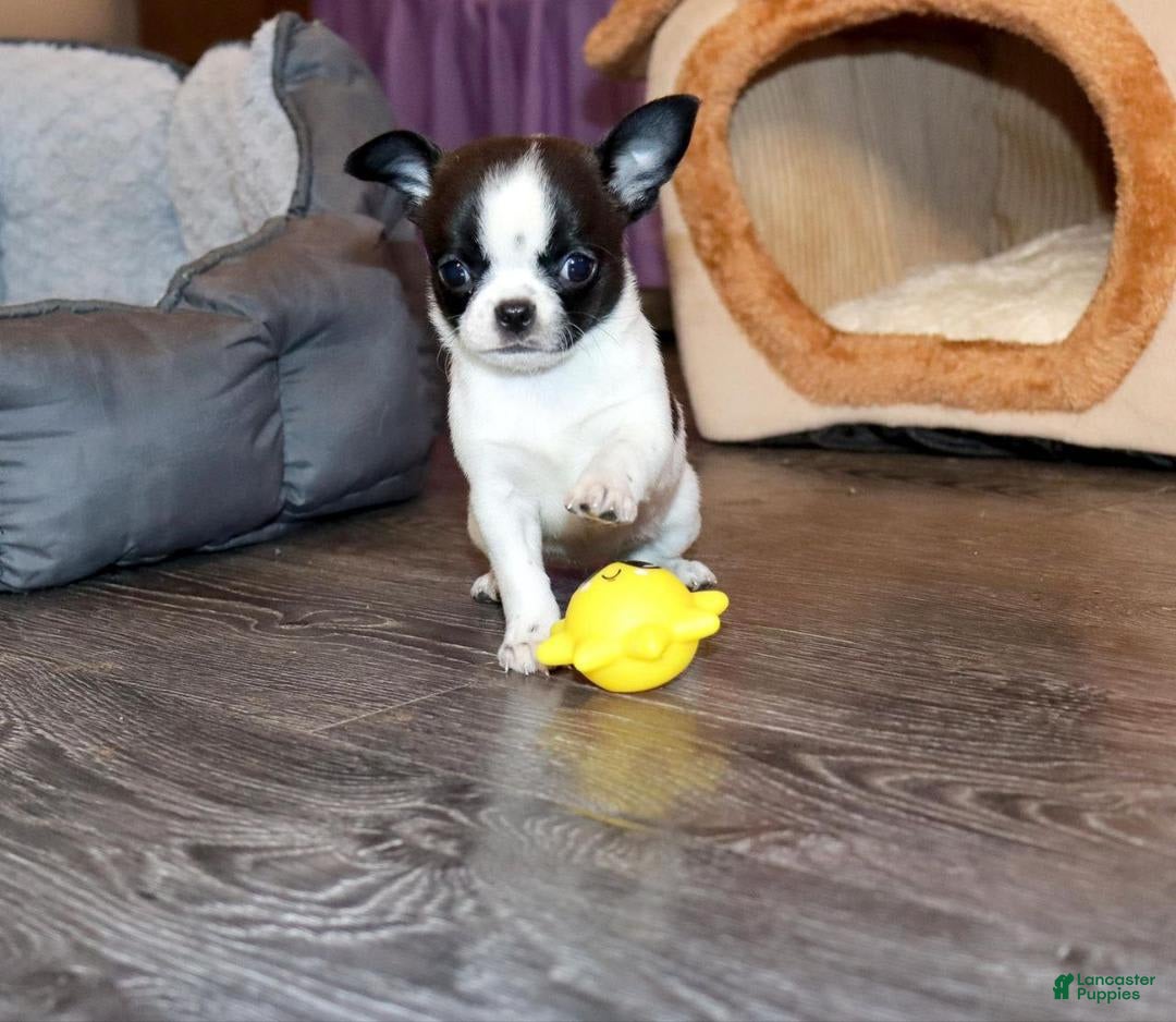 Chihuahua dogs for sale: Kelly - Image 2