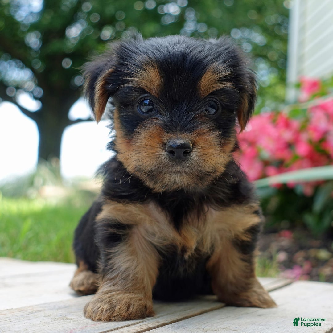 Yorkshire Terrier dogs for sale: Chaz - Image 5