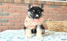 Gerberian Shepsky dogs for sale: Berkley - Image 2