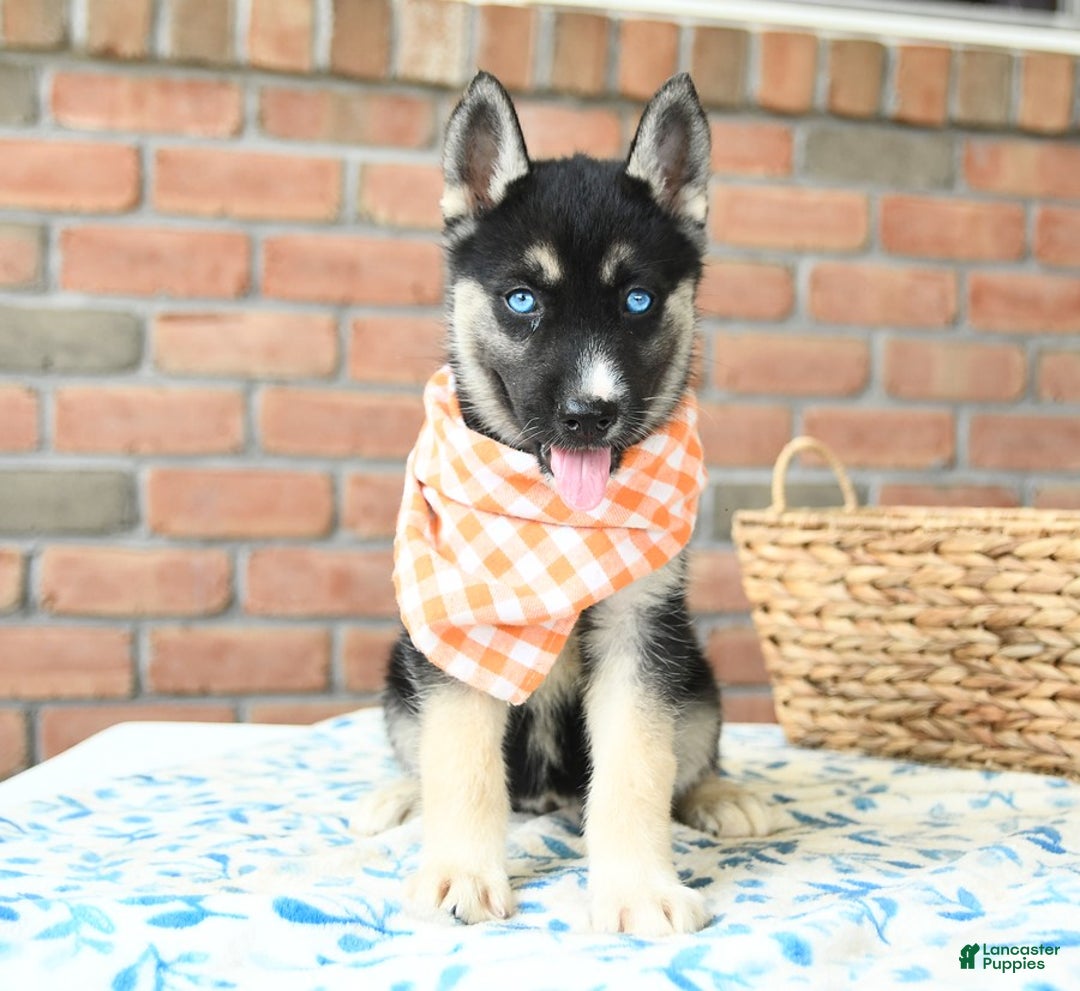 Gerberian Shepsky dogs for sale: Berkley - Image 2