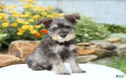 Miniature Schnauzer dogs for sale: Ocean - Image 5