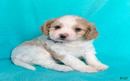 Cavachon dogs for sale: Theo - Image 2