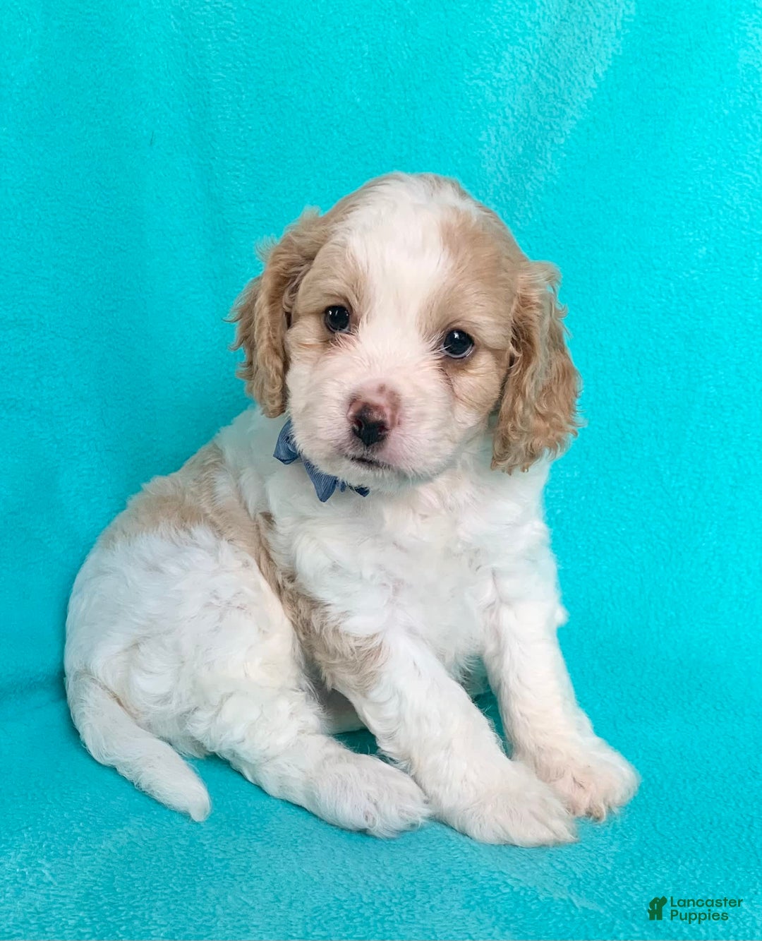 Cavachon dogs for sale: Theo - Image 2