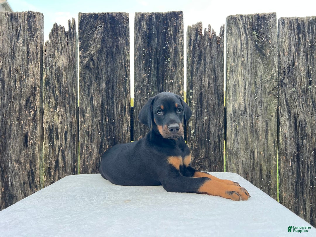 Doberman Pinscher dogs for sale: Rocky - Image 2