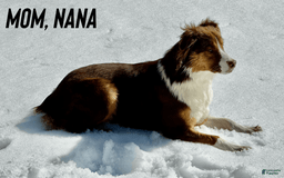 Australian Shepherd dogs for sale: Cash - Image 2