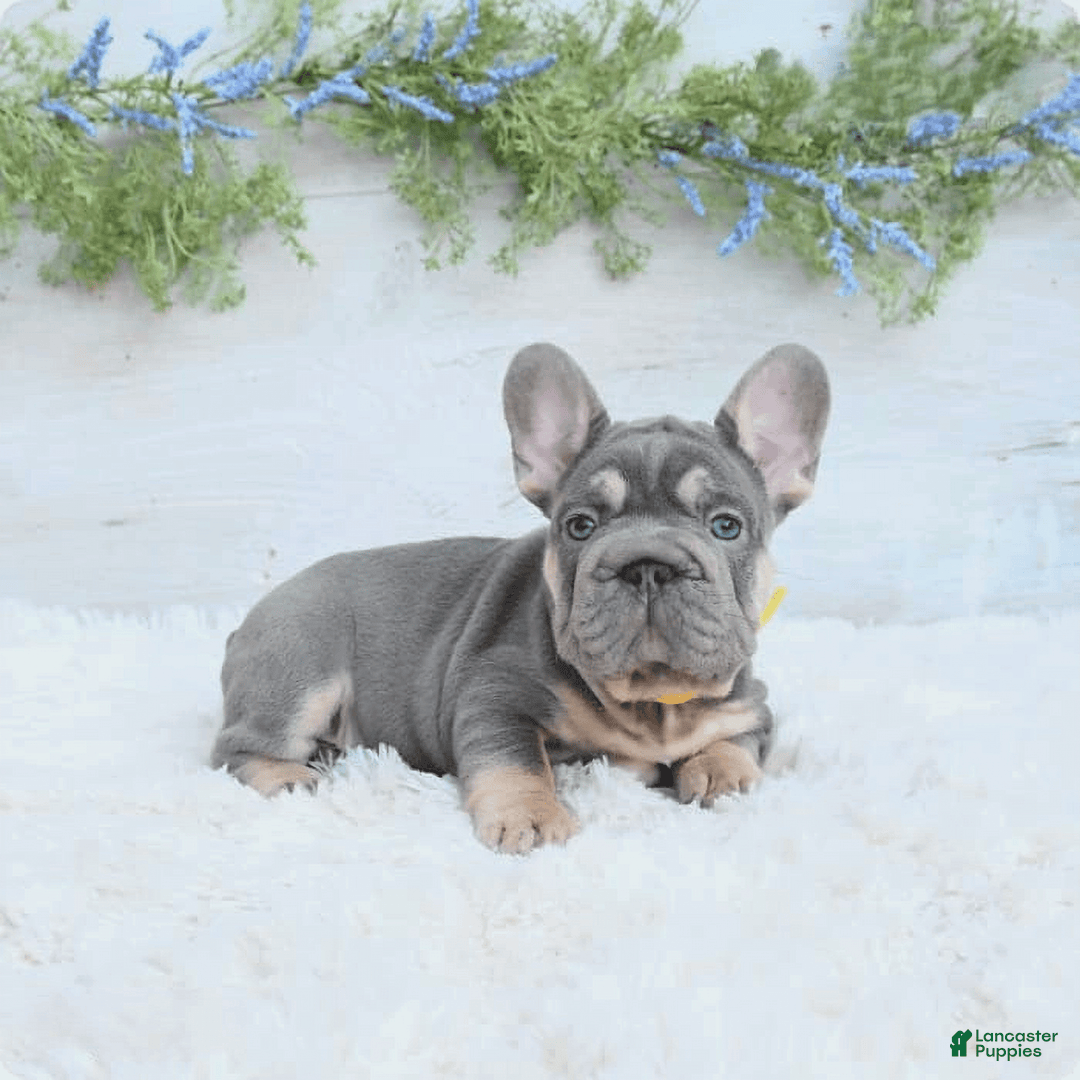 French Bulldog dogs for sale: Riot - Image 5