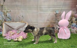 Catahoula Leopard Dog dogs for sale: Goldie 2025 F1 - Image 17