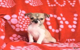 Chihuahua dogs for sale: Pete - Image 5
