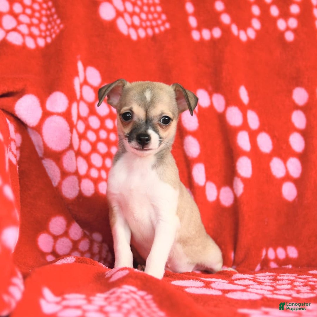 Chihuahua dogs for sale: Pete - Image 5
