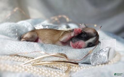 Morkie dogs for sale: Rare Sable Blaze - Image 3