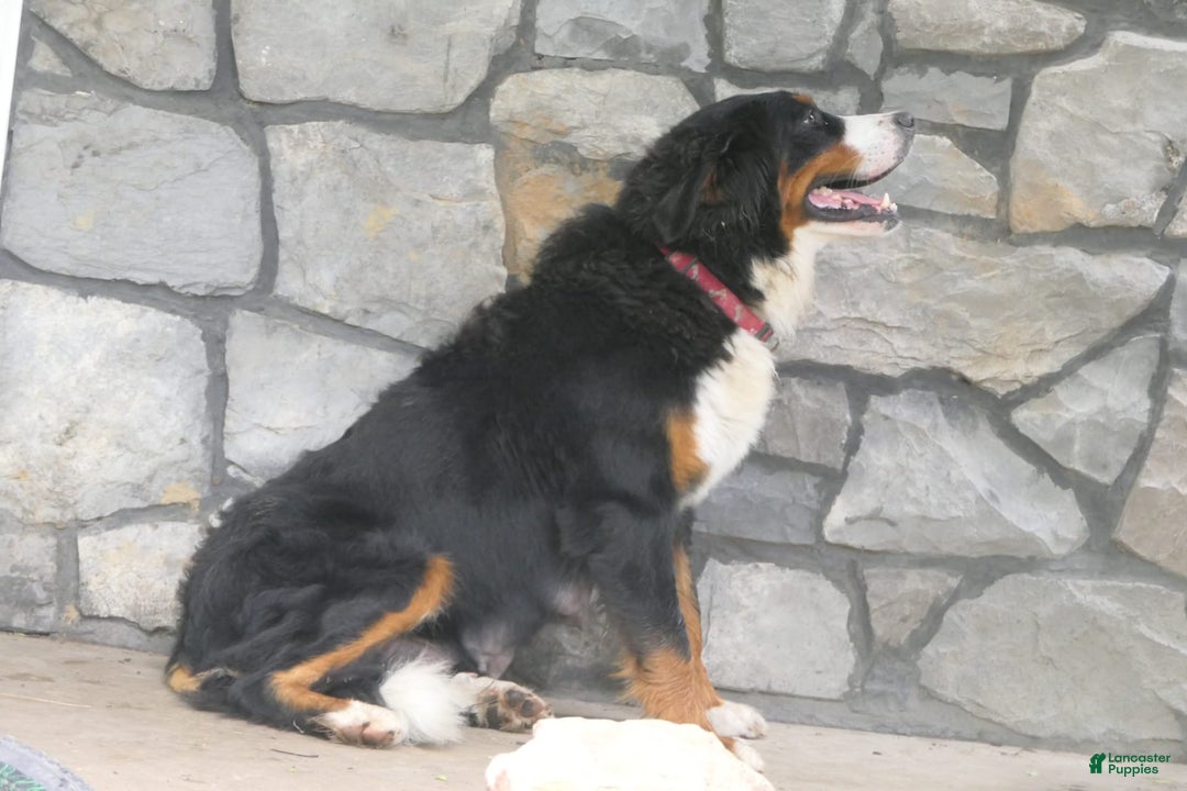 Mini Bernedoodle dogs for sale: Sally - Image 14