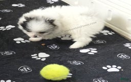 Pomeranian dogs for sale: Blue Eye - Blue Merle - Extreme Parti - Image 8