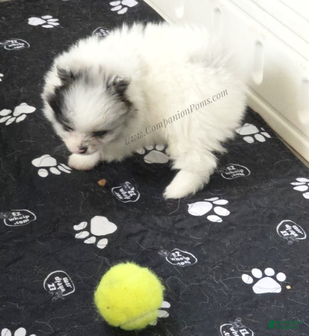 Pomeranian dogs for sale: Blue Eye - Blue Merle - Extreme Parti - Image 8