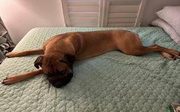 Cane Corso dogs for sale: Creasy - Image 1
